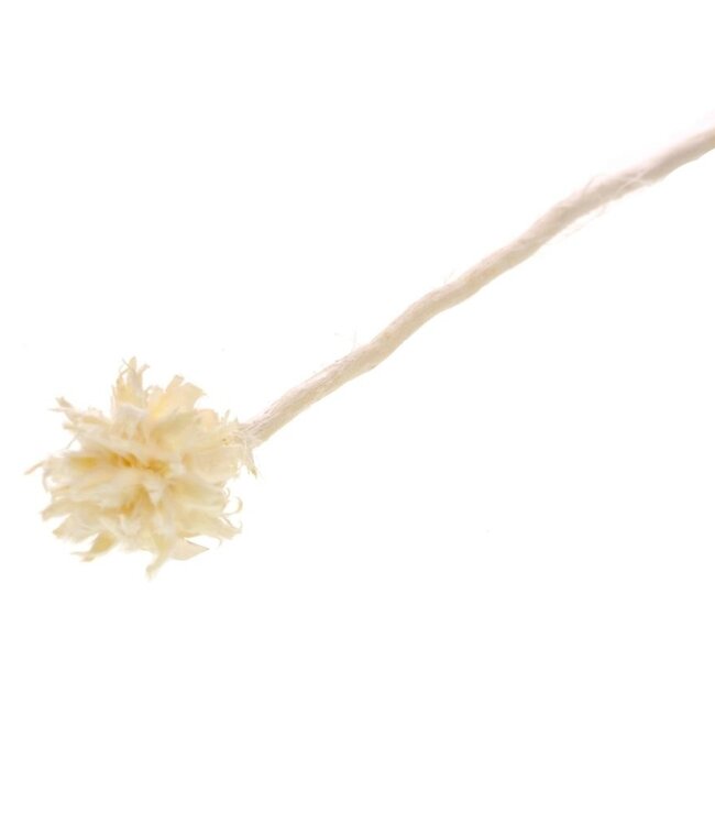 Plumosum single pc branch gebleekt wit droogbloemen | Lengte ± 60 cm | Per 10 stuks verkrijgbaar