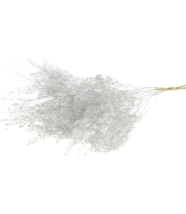 Lepidium fine silver dried flowers | Length ± 50 cm | Available per bunch