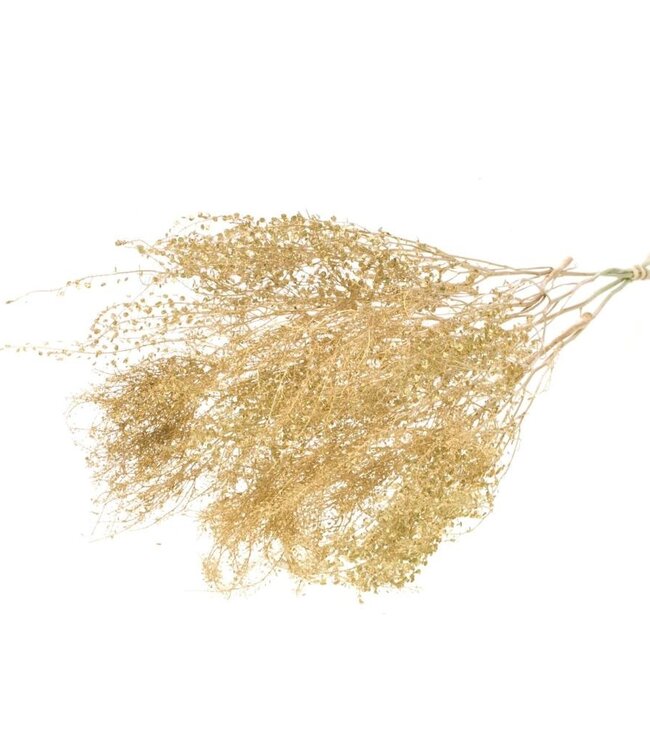 Lepidium fine gold dried flowers | Length ± 50 cm | Available per bunch