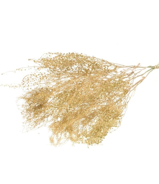 Lepidium fine goud droogbloemen | Lengte ± 50 cm | Per bos verkrijgbaar