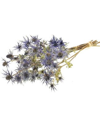 MyFlowers Dried Eryngium 'blue star' natural blue