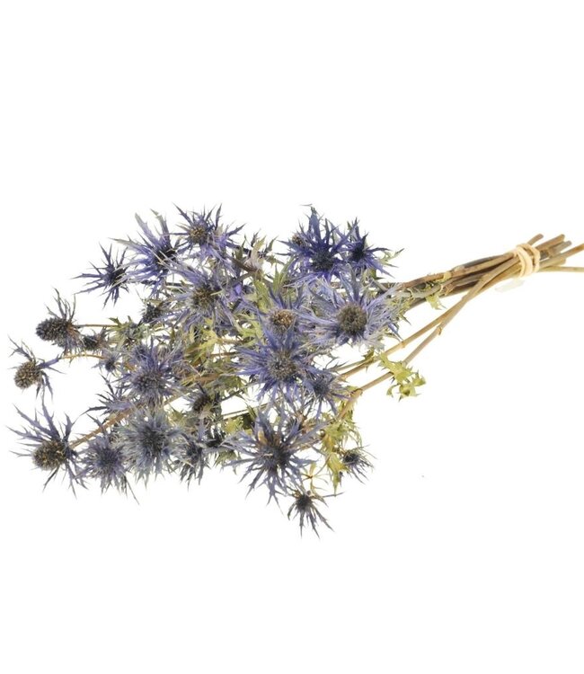 Eryngium 'blue star' natural blue dried flowers | Length ± 60 cm | Available per bunch