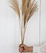 Miscanthus natural dried flowers | Length ± 70 cm | Per 10 pieces