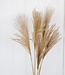 Miscanthus natural dried flowers | Length ± 70 cm | Per 10 pieces