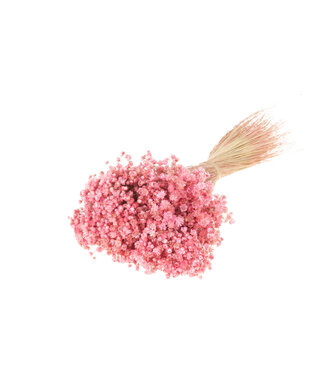 Dried Marcela pink