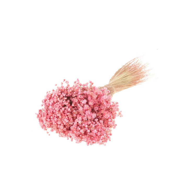 Marcela pink dried flowers | Length ± 70 cm | Available per bunch