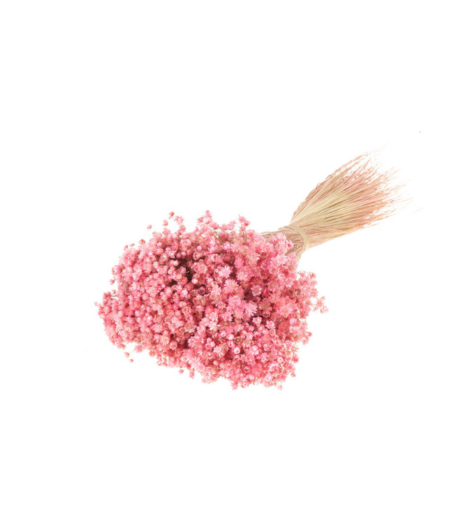 Marcela rose fleurs séchées | Longueur ± 70 cm | Disponible par bouquet