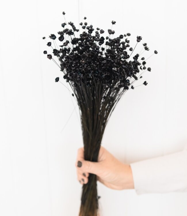 Glixia black dried flowers | Length ± 50 cm | Available per bunch