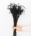 Glixia black dried flowers | Length ± 50 cm | Available per bunch