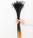 Glixia black Trockenblumen | Länge ± 50 cm | Erhältlich pro Strauß
