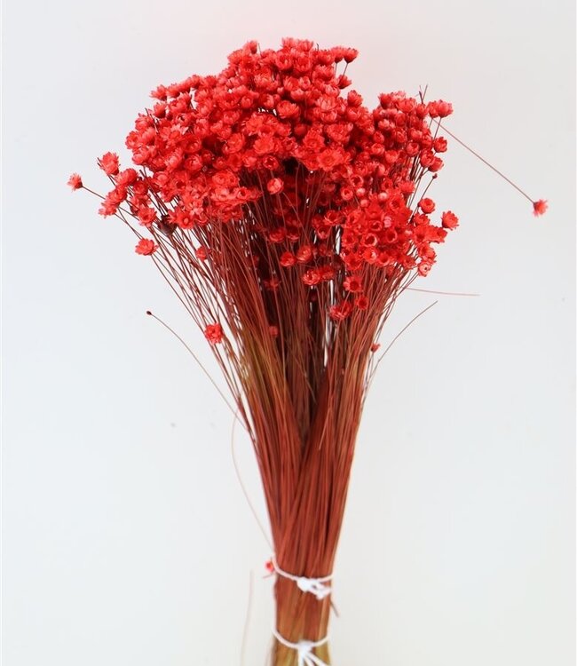 Glixia rote Trockenblumen | Länge ± 50 cm | Erhältlich pro Strauß
