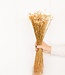 Jazilda natural dried flowers | Length ± 45 cm | Available per bunch