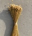 Jazilda naturelle droogbloemen | Lengte ± 45 cm | Per bos verkrijgbaar