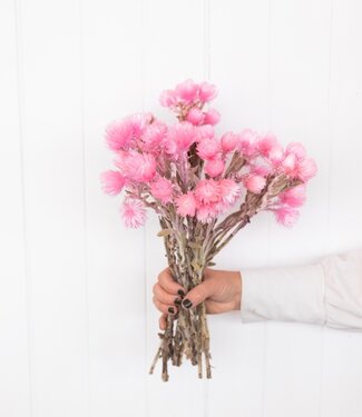 Kaapse droogbloemen roze