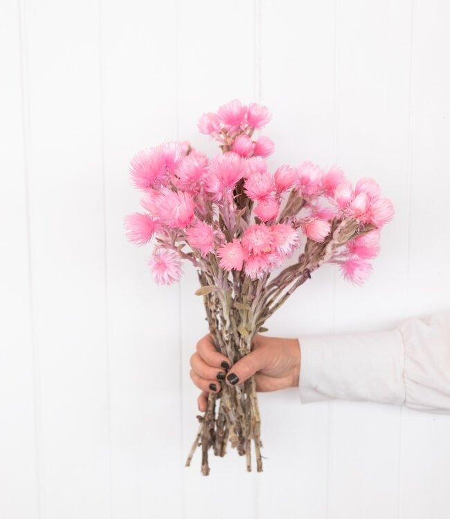 Kaaps roze droogbloemen | Lengte ± 40 cm | Per bos verkrijgbaar