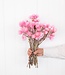 Cape pink dried flowers | Length ± 40 cm | Available per bunch