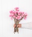 Kaaps roze droogbloemen | Lengte ± 40 cm | Per bos verkrijgbaar