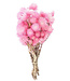 Cape pink dried flowers | Length ± 40 cm | Available per bunch