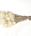 Cape white (natural) dried flowers | Length ± 40 cm | Available per bunch