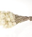 Kaaps witte (naturelle) droogbloemen | Lengte ± 40 cm | Per bos verkrijgbaar