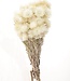 Cape white (natural) dried flowers | Länge ± 40 cm | Erhältlich pro Strauß