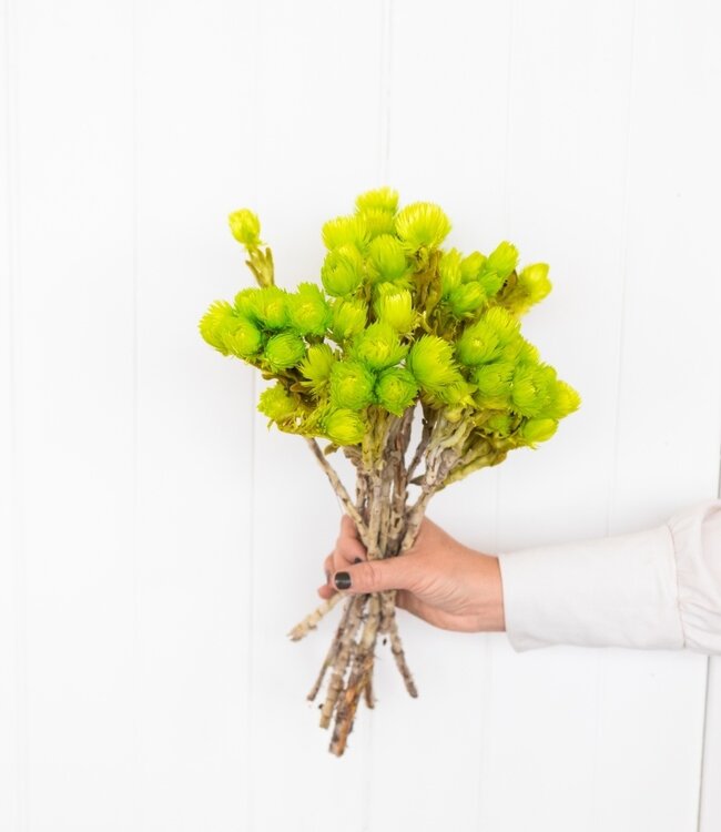 Kaaps lime groene droogbloemen | Lengte ± 40 cm | Per bos verkrijgbaar