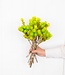 Cape lime green dried flowers | Length ± 40 cm | Available per bunch