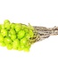Cape lime green dried flowers | Length ± 40 cm | Available per bunch