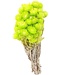 Kaaps lime groene droogbloemen | Lengte ± 40 cm | Per bos verkrijgbaar