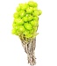 Kap lindgrüne Trockenblumen | Länge ± 40 cm | Erhältlich pro Strauß