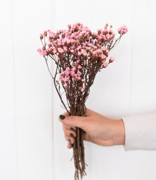 Ixodia fleurs séchées rose clair | Longueur ± 30 cm | Disponible par bouquet