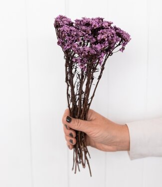 Dried Ixodia lilac