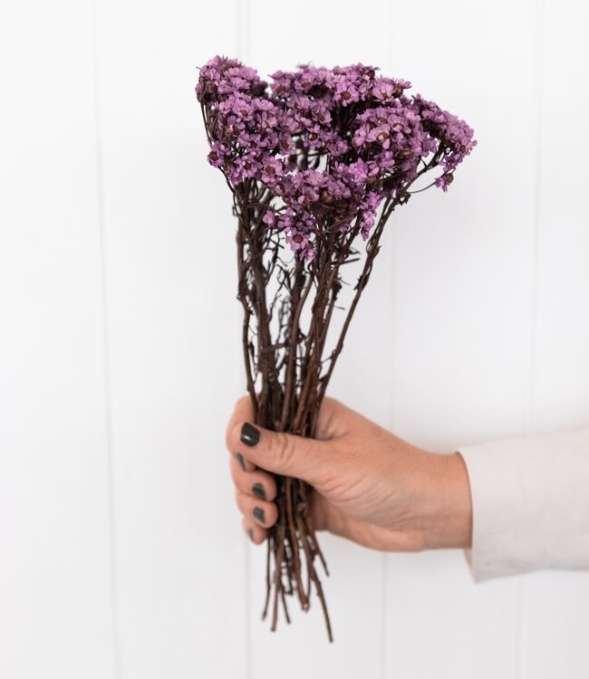 Ixodia lilas fleurs séchées | Longueur ± 30 cm | Disponible par bouquet