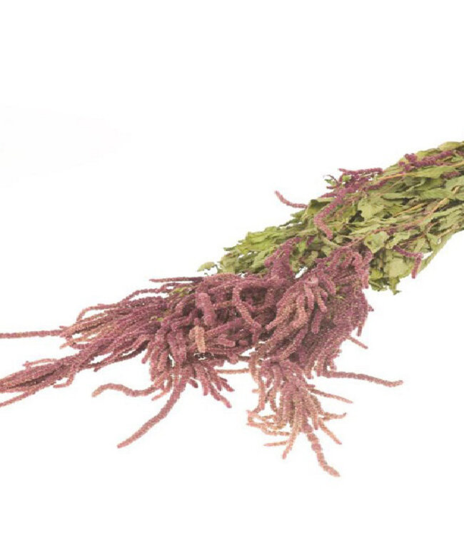 Rote Amaranthus Caudatus Trockenblumen | 70 Zentimeter