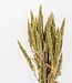 Grüne Amaranthus-Trockenblumen | Länge 45 Zentimeter