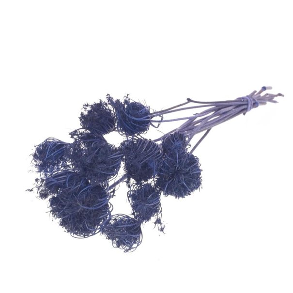 Bries aan Zee Ammi Majus donker blauw droogbloemen | Lengte ± 70 cm | Per 10 stuks verpakt
