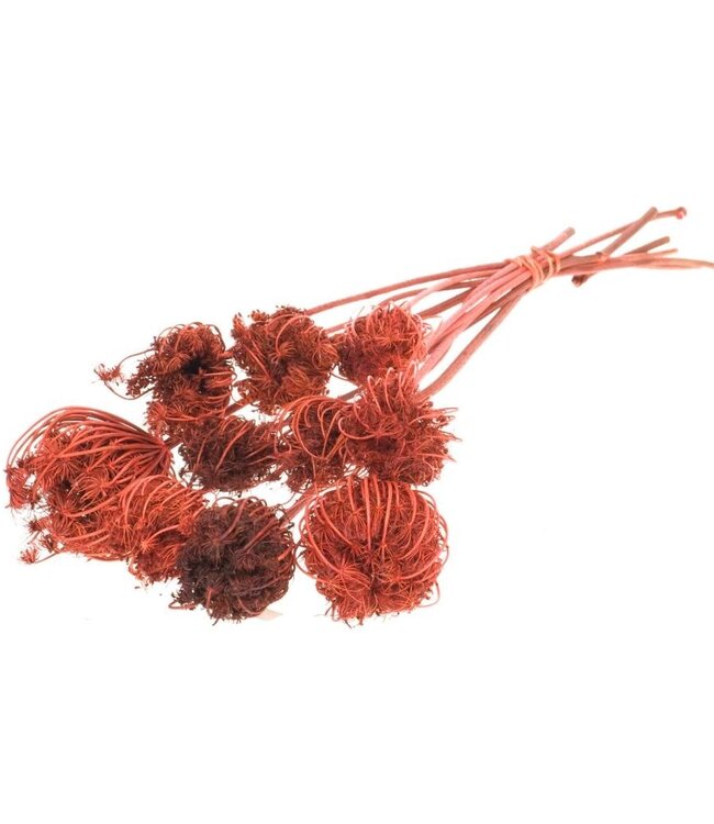 Ammi Majus intense orange dried flowers | Length ± 70 cm | Packed per 10 pieces