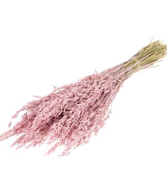 MyFlowers Dried Oats pink misty