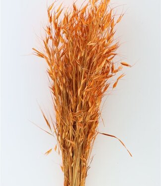 MyFlowers Dried Oats orange