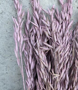 Dried Oats lilac misty