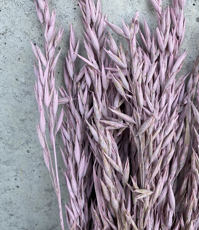 Dried Oats lilac misty