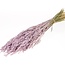 Dried Oats lilac misty