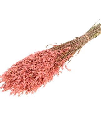 MyFlowers Dried Oats pink