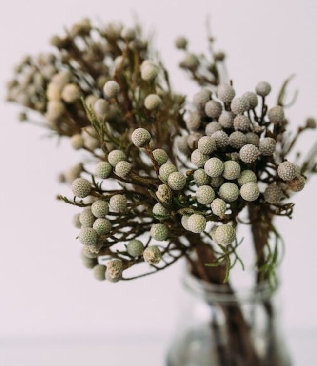 Brunia Silver Trockenblumen | Länge ± 40 cm | Erhältlich pro Strauß