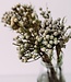 Fleurs séchées Brunia Silver | Longueur ± 40 cm | Disponible par bouquet
