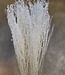 Gebleekte Lepidium droogbloemen | gedroogde Lepidium