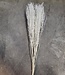 Gebleekte Lepidium droogbloemen | Lengte ± 60 cm | Per bos verkrijgbaar