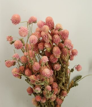 MyFlowers Dried Gomphrena light pink