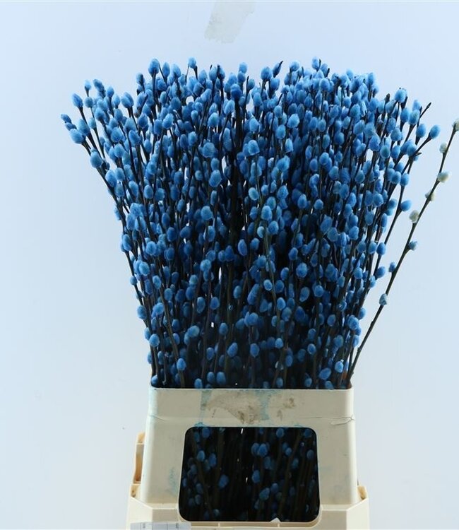 Chatons de saule bleu clair | 20 tiges | 70 cm