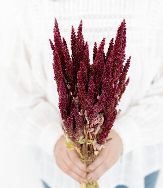 Dried Amaranthus red